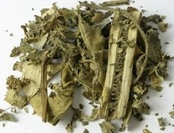 jurubeba-planta-solanum-paniculatum-l