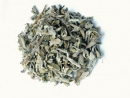 salvia-folhas