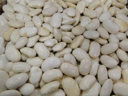 feijao-branco