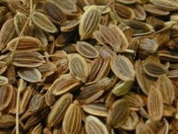endro-semente-anethum-graveolens-l