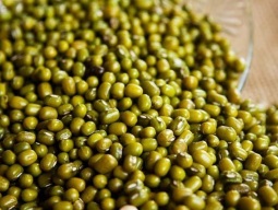 feijao-moyachi